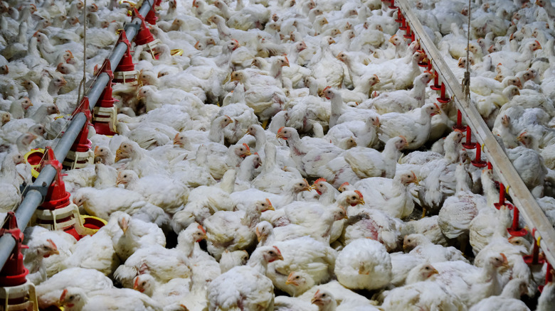 Live chickens in a factory farm