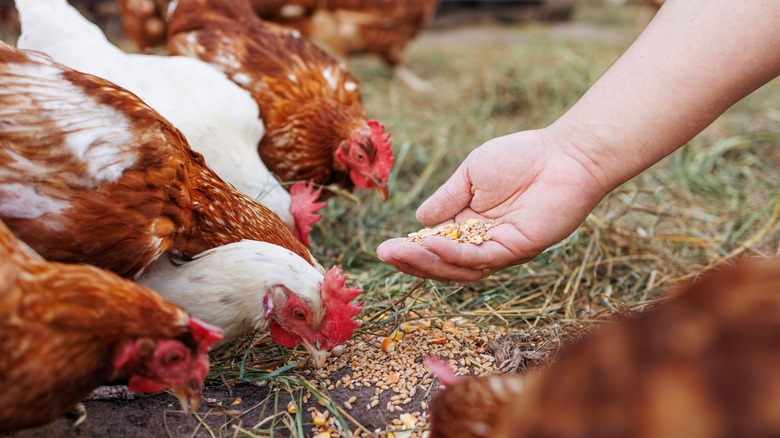 Hand holding out feed for chickens