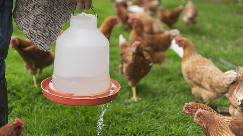 Chickens surrounding farmer with water dispenser