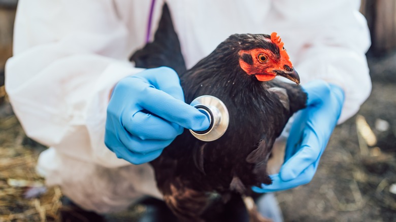 Stethoscope being held to a black chicken