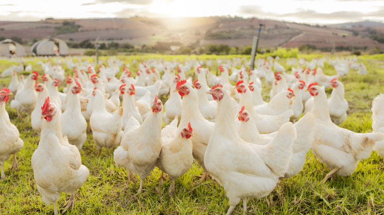 Flock of white chickens in meadow