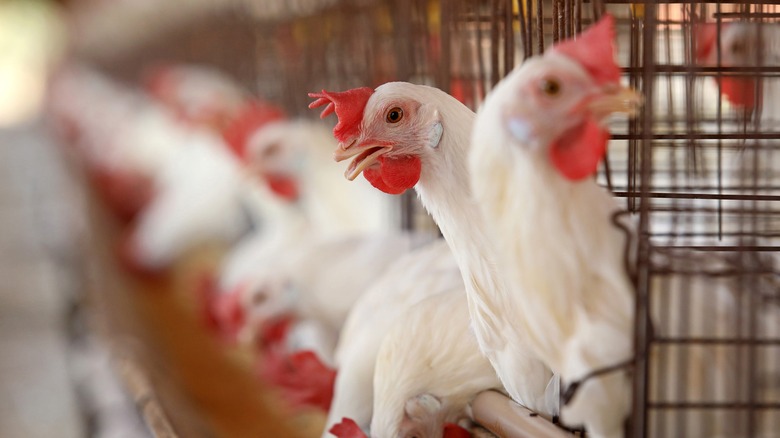 White chickens in cages