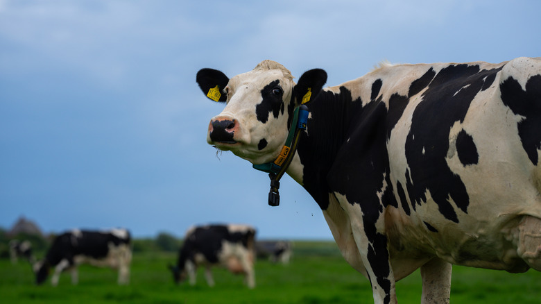 Cows in field