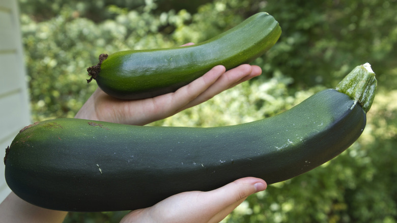 Picking zucchini