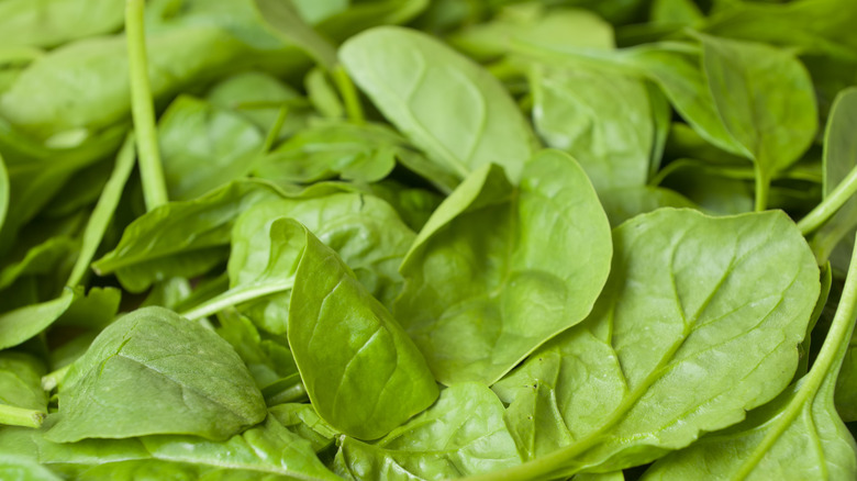 Close-up of baby spinach leaves