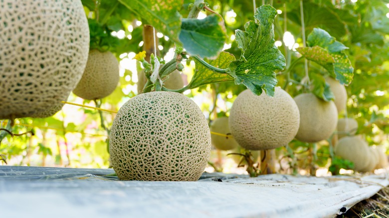 Rows of cantaloupe grown on a farm