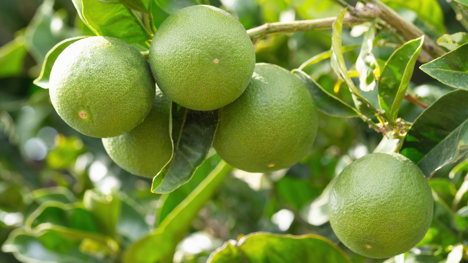 There Are Practically Zero (Official) Lime Farmers In The US