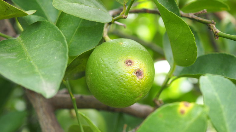 Lime infected by citrus canker disease