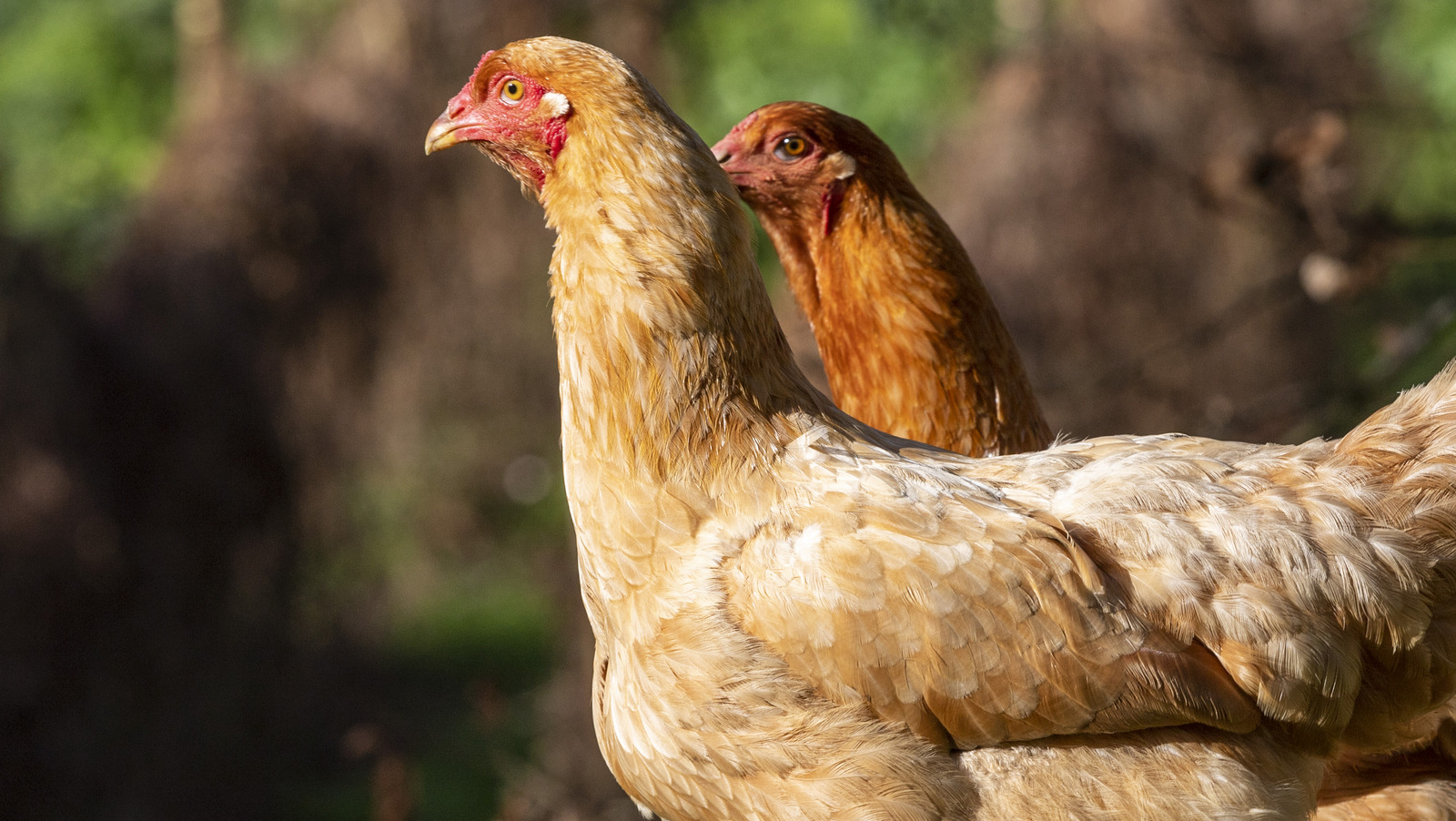 There Might Soon Be A Poultry Shortage. Here's Why