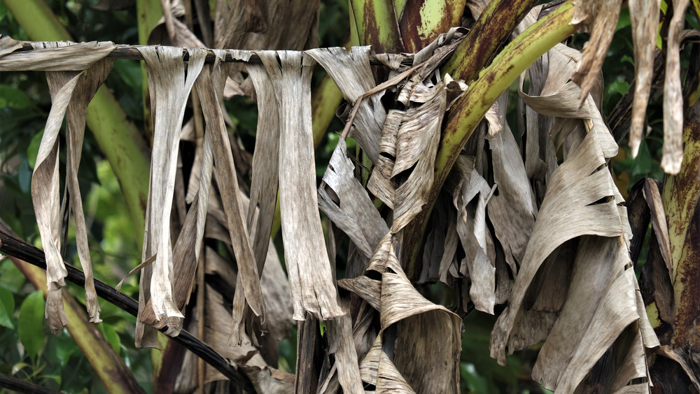 Drooping wilted banana leaves