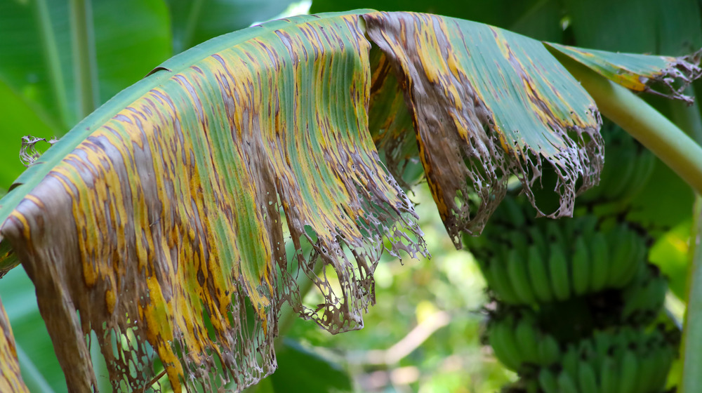 Dying banana plant leaf