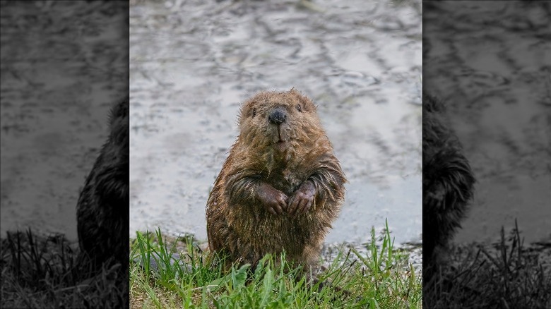 A happy beaver