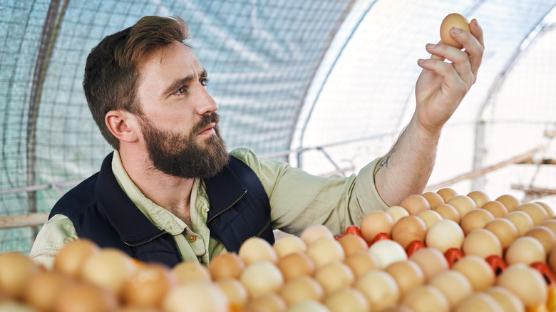 Farmer gazes at eggs to assess quality