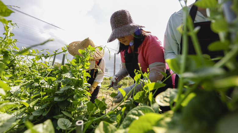 Workers harvesting food