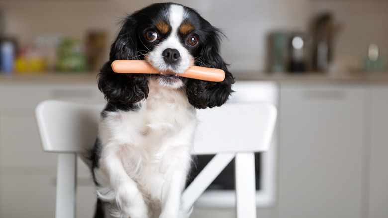 dog with a hot dog