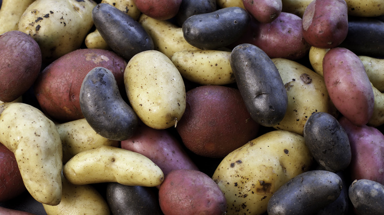 Different types of potatoes