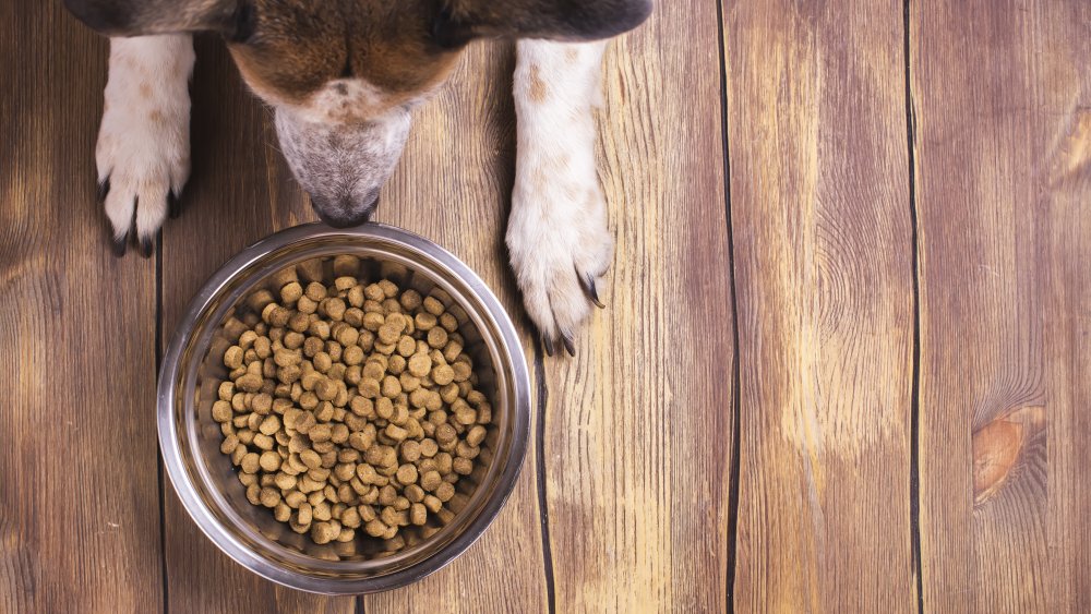 Dog food in dish