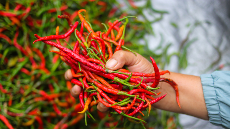 Person holding bunch of fresh chilis