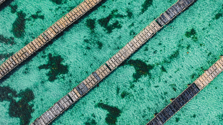 Overhead shot of Coffin Bay