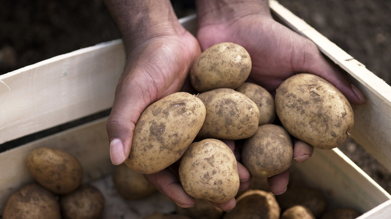 A handful of potatoes