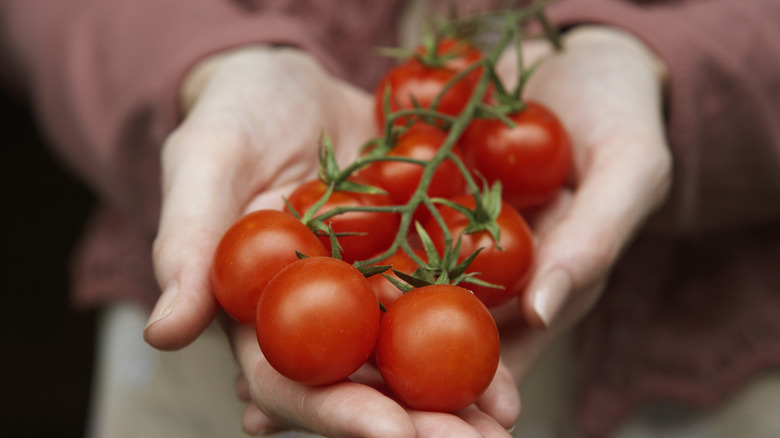 A vine of tomatoes