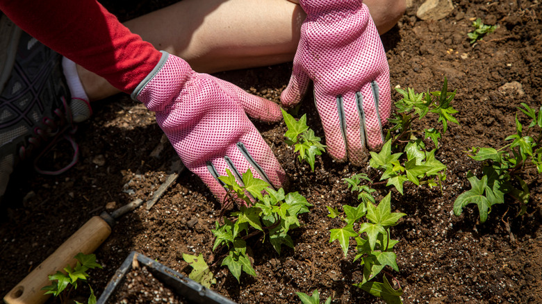 Planting herbs in a garden. 