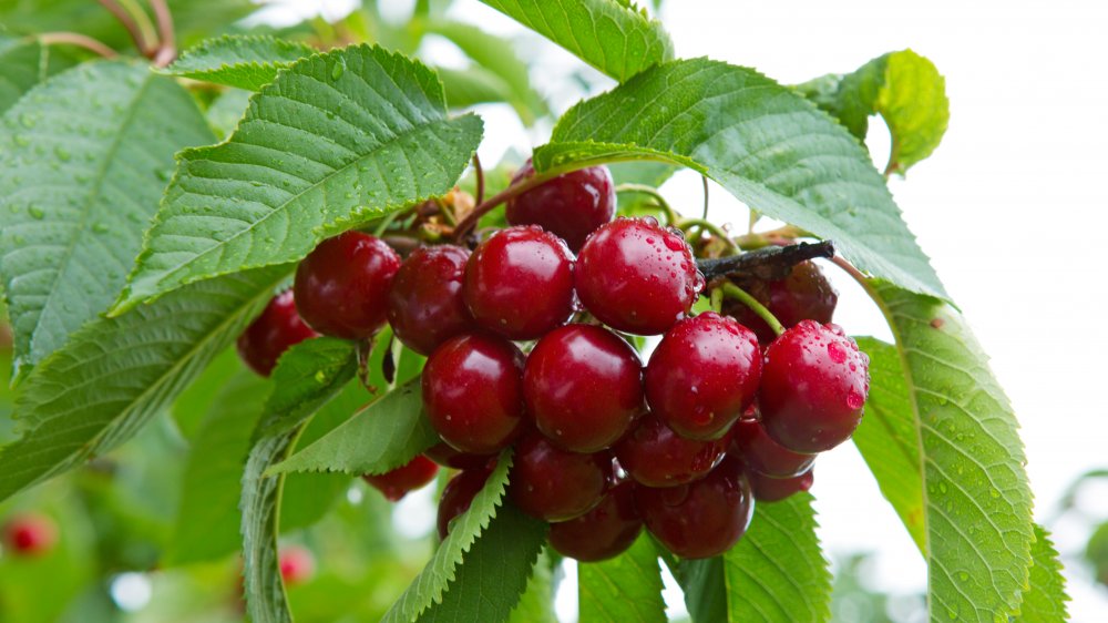 worst fruits Cherries