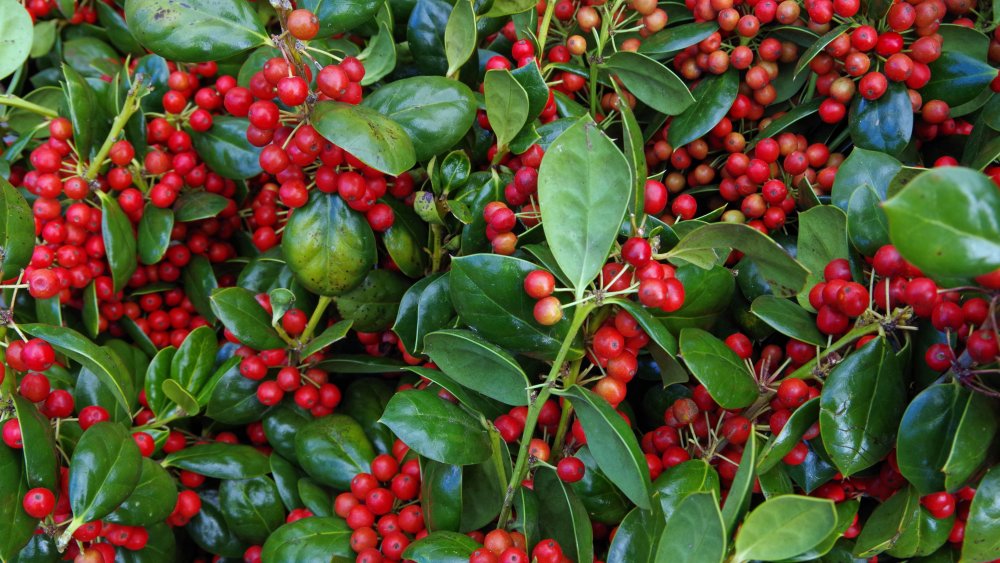 worst fruits Holly berries