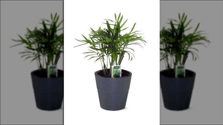 Aldi mini palm tree in gray pot