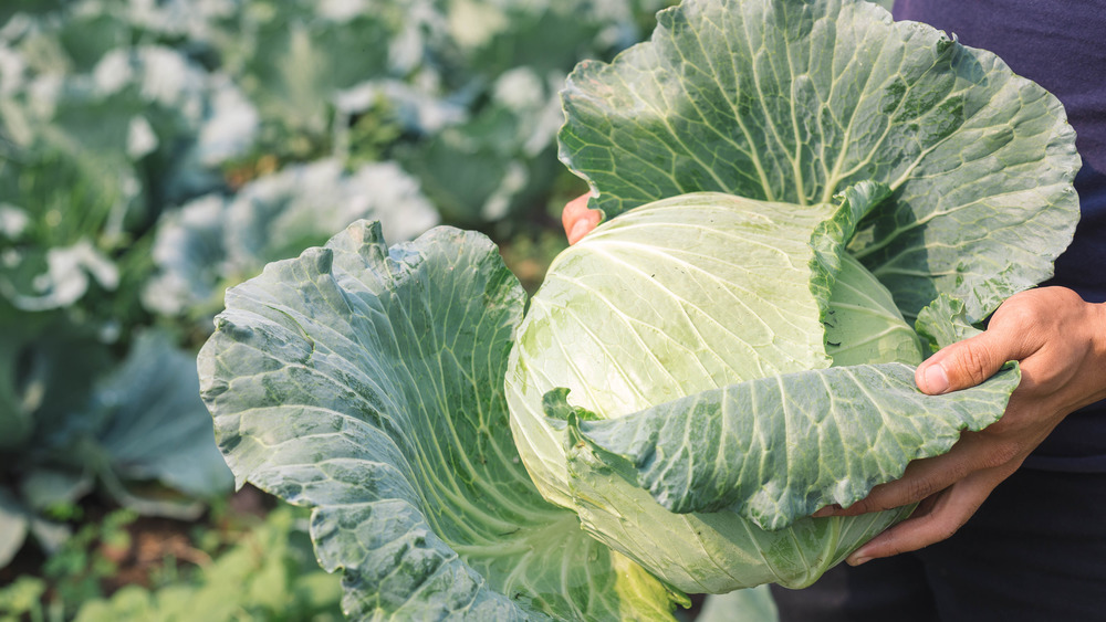 raw cabbage for cabbage steak