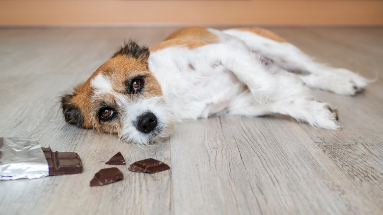 Dog lying on floor next to opened chocolate candy bar