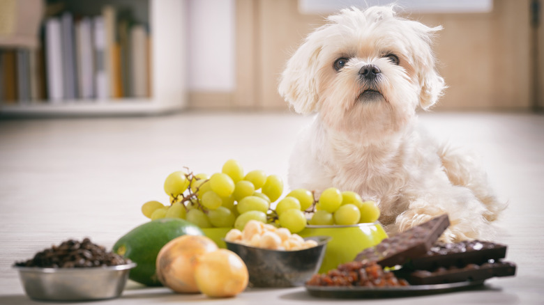 Maltese beyond grapes, avocados, and other toxic food