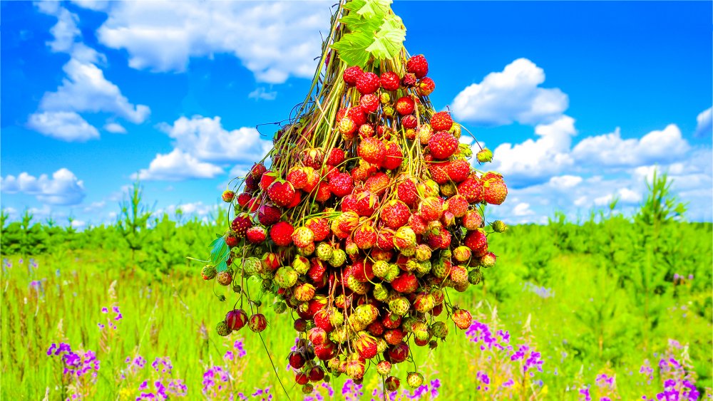 Raspberries in summer meadow