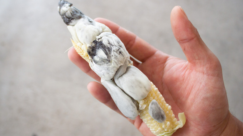 Corn smut in the hand