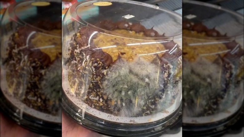 Mold growing on cake