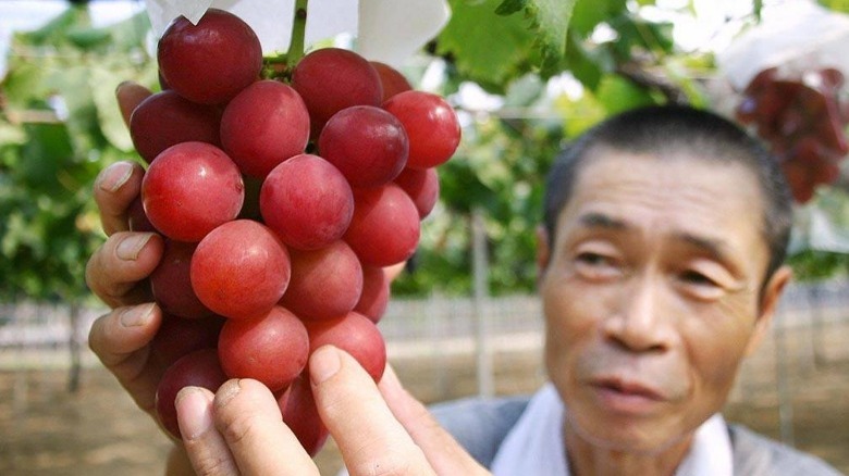 Man picking Ruby Roman grapes