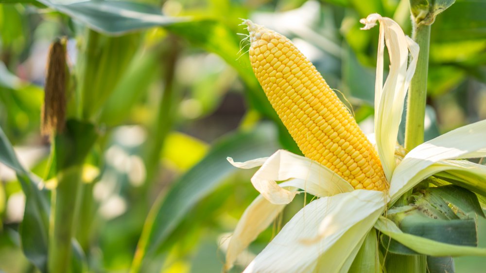 Ear of corn on stalk
