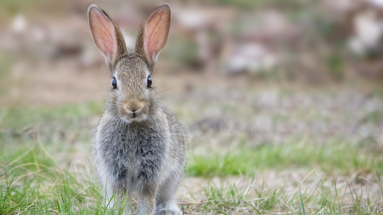 Brown rabbit stands in the grass