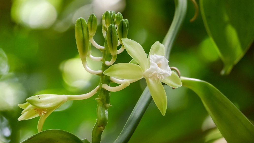 A vanilla orchid in the wild