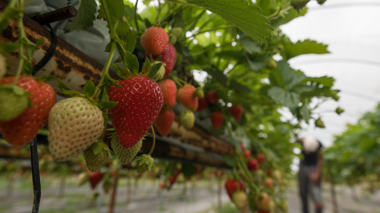 strawberries growing on a plant