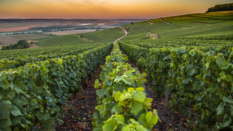 A Champagne vineyard