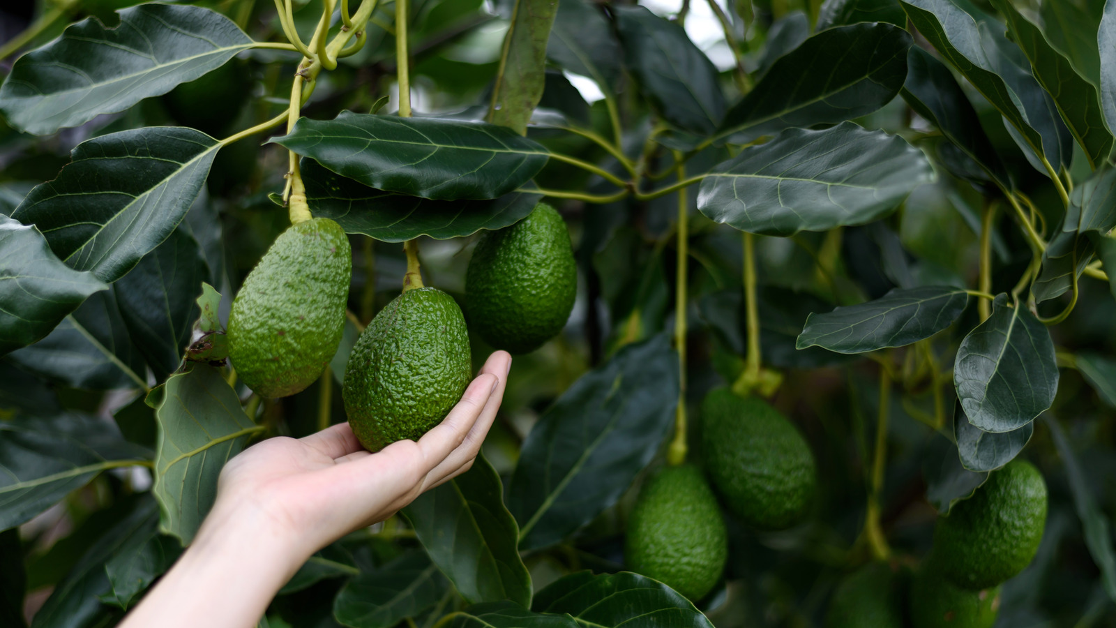 This Famous Musician Helps Grow Avocados For Chipotle