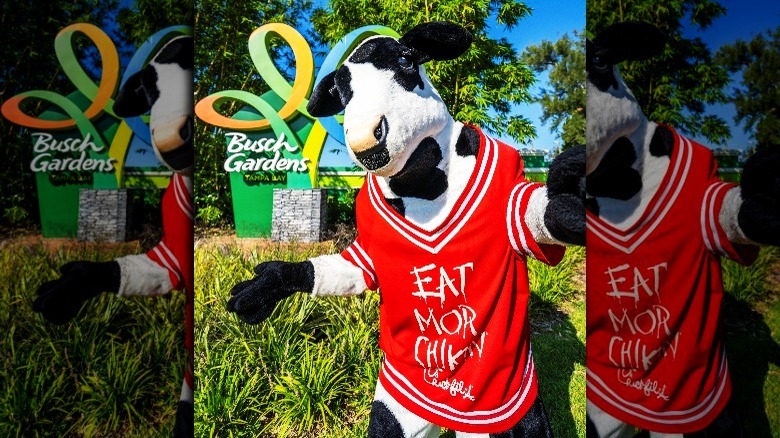 Chick-fil-A cow at Busch Gardens