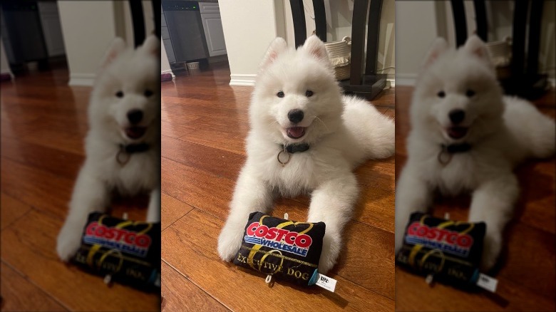 A dog with a Costco dog toy