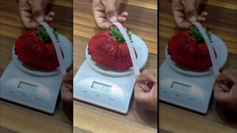 world's heaviest strawberry