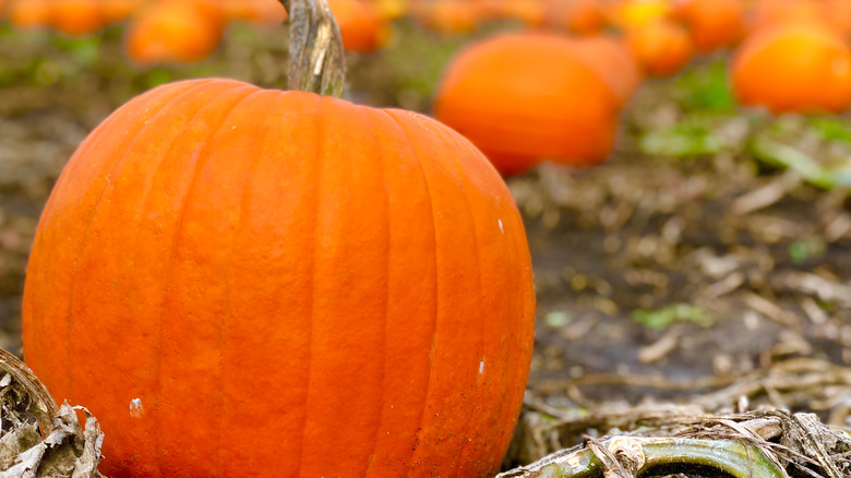 Pumpkins in a pumpkin patch