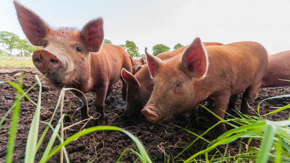 Tamworths in a field 