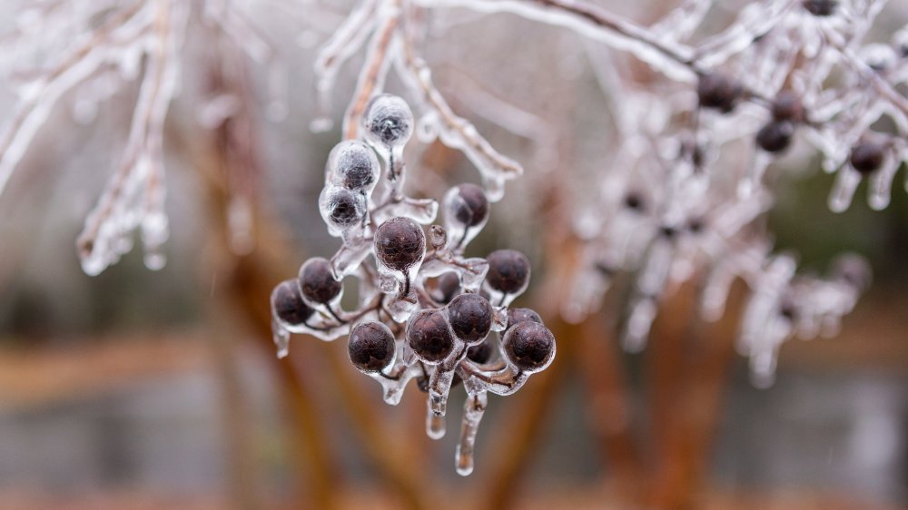 Myrtle berries