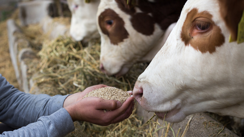 feeding cows on farm