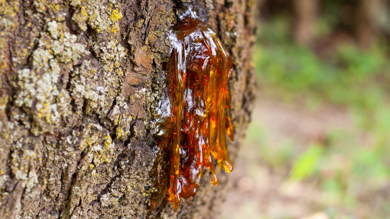 Sap oozing from tree trunk